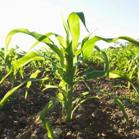 best fertilizer for corn