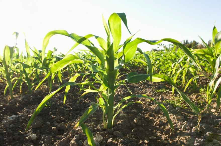 best fertilizer for corn