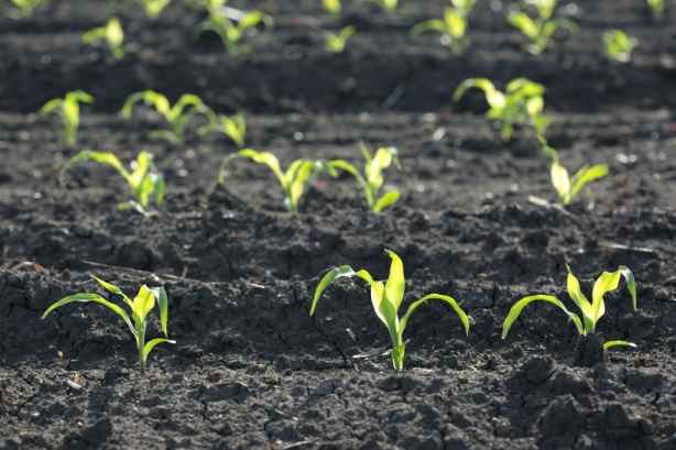 corn moisture maintaining System