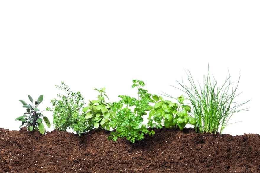 best garden soil